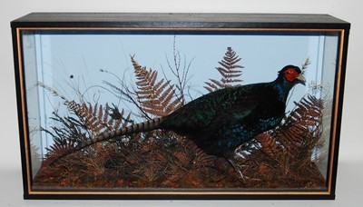 Lot 597 - * A taxidermy Melanistic Cock Pheasant...