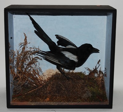 Lot 599 - * A Victorian taxidermy Magpie (Pica pica),...
