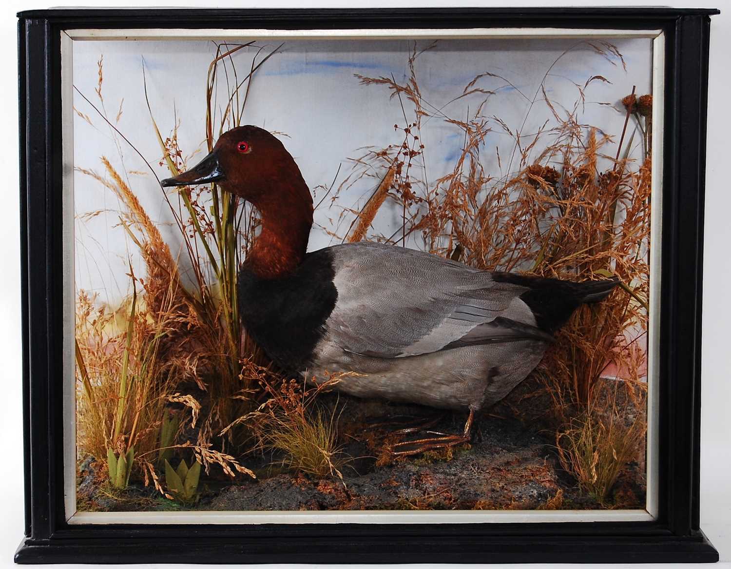 Lot 600 - * A late Victorian taxidermy Pochard (Aythya...