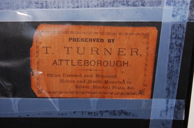 Lot 600 - * A late Victorian taxidermy Pochard (Aythya...