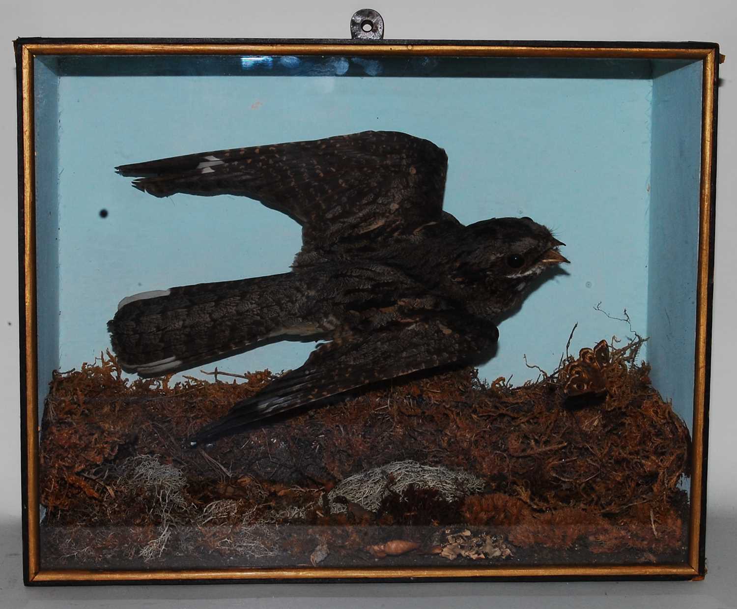 Lot 602 - * An early 20th century taxidermy Nightjar...