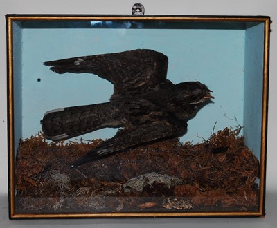 Lot 602 - * An early 20th century taxidermy Nightjar...