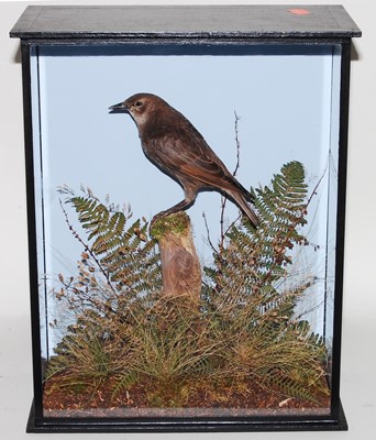 Lot 605 - * A taxidermy juvenile Starling (Sternus...