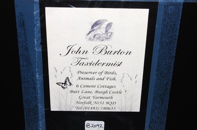 Lot 605 - * A taxidermy juvenile Starling (Sternus...
