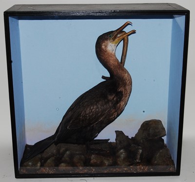 Lot 756 - * An early taxidermy Cormorant (Phalacrocorax...