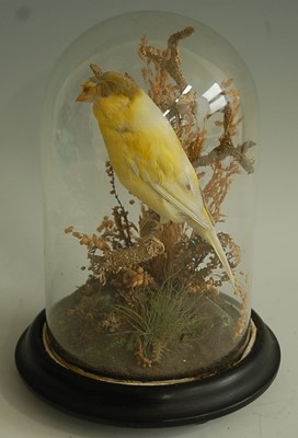 Lot 607 - * A taxidermy Gloster Corona Canary (Serinus...