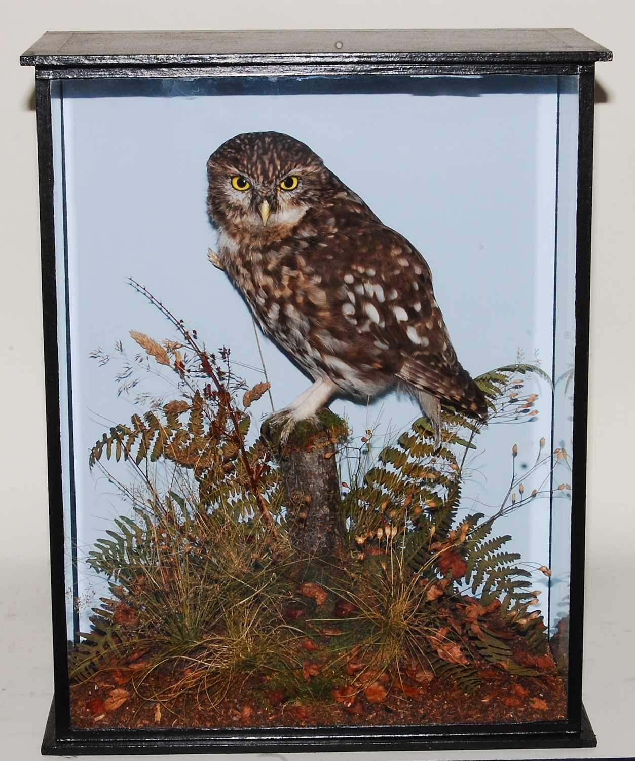 Lot 608 - * A taxidermy Little Owl (Athene noctia),...