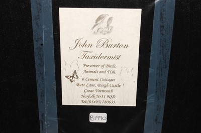 Lot 544 - * A taxidermy Starling (Sternus vulgaris),...