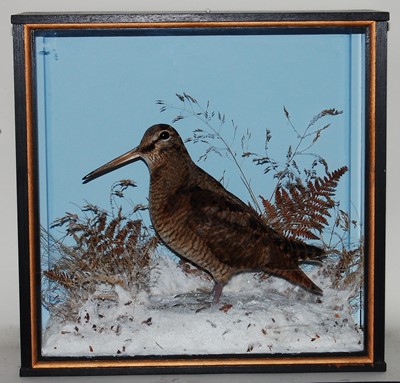 Lot 543 - * A taxidermy Woodcock (Scalopax rusticola),...