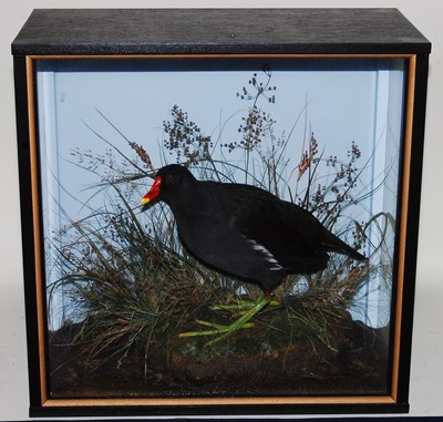 Lot 542 - * A taxidermy Moorhen (Gallinula chloropus),...