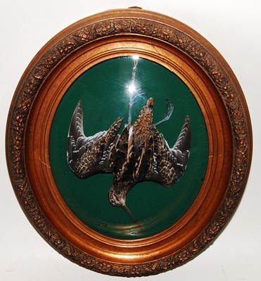 Lot 614 - * A taxidermy hanging Snipe (Gallinago...