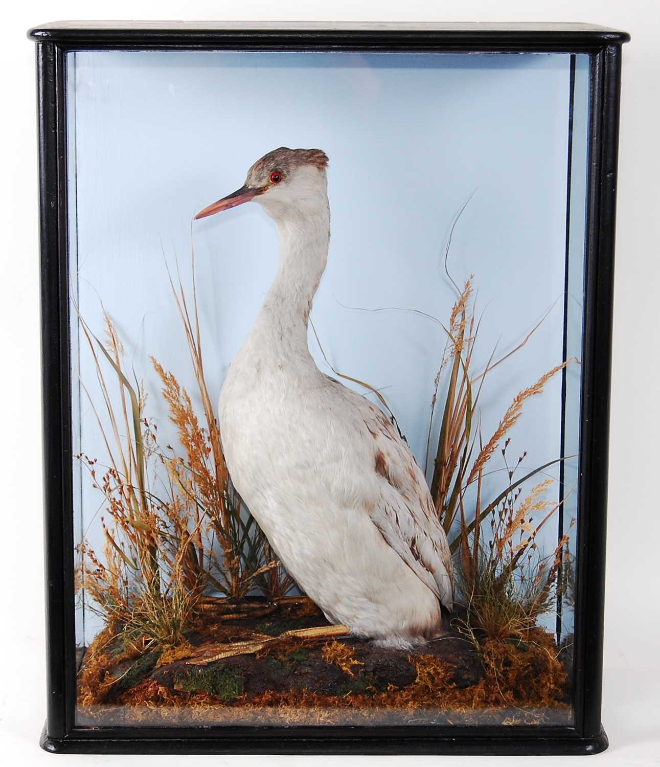 Lot 547 - * A taxidermy Albino Grebe (Podicipedidae),...