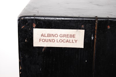 Lot 547 - * A taxidermy Albino Grebe (Podicipedidae),...