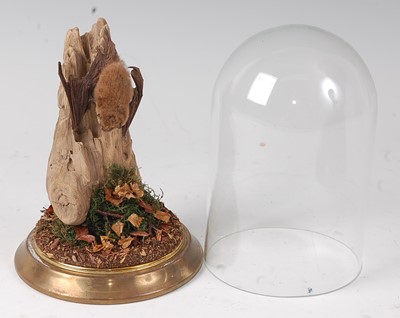 Lot 539 - * A taxidermy Pipistrelle bat (Pipistrellus...