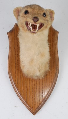 Lot 545 - * A 20th century taxidermy Pine marten (Martes...