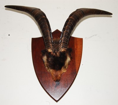 Lot 571 - * A pair of taxidermy Goat (Capra aegagrus...