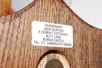 Lot 569 - * A taxidermy Hare (Lepus timidus) mask...