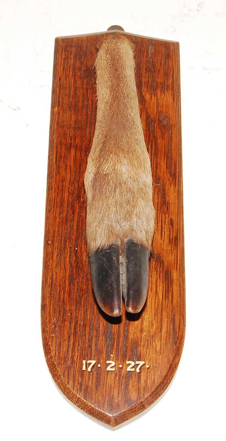 Lot 573 - * An early 20th century taxidermy Deer slot,...