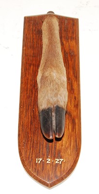 Lot 573 - * An early 20th century taxidermy Deer slot,...