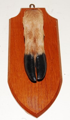 Lot 574 - * A taxidermy Deer slot, mounted on an oak...
