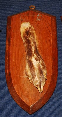 Lot 590 - * A taxidermy Fox (Vulpes vulpes) pad, mounted...