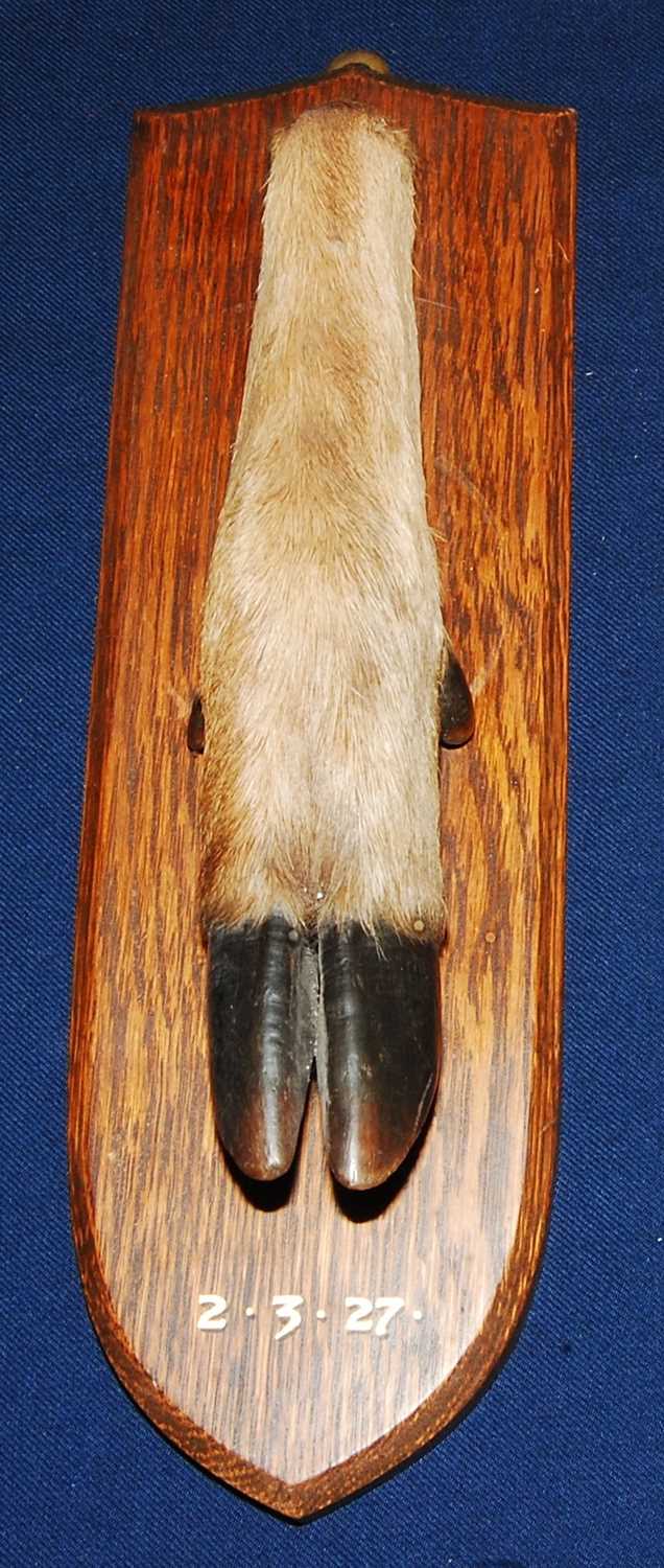 Lot 591 - * An early 20th century taxidermy Deer slot,...