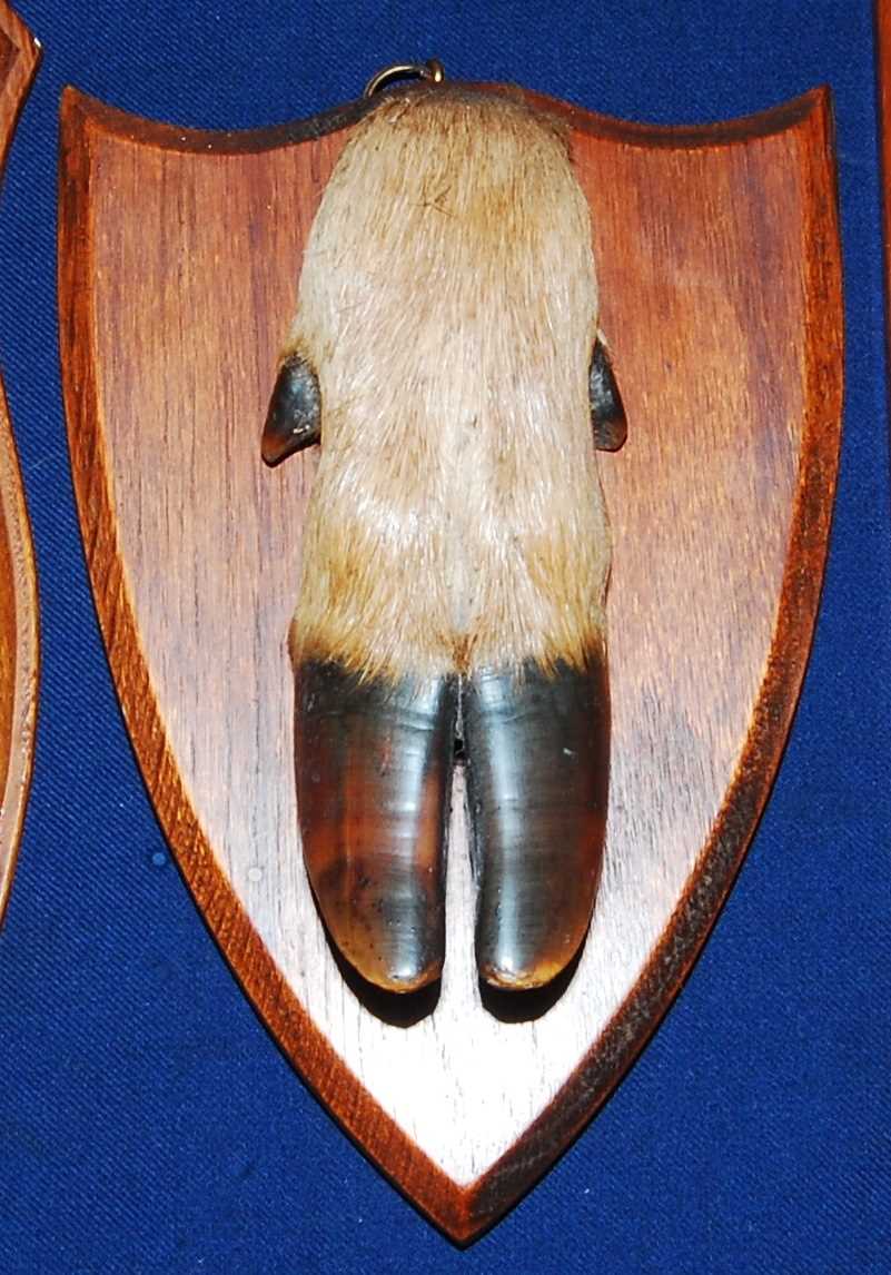Lot 584 - * An early 20th century taxidermy Deer slot,...