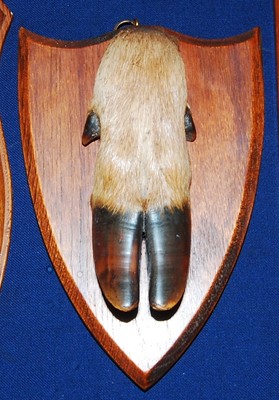 Lot 584 - * An early 20th century taxidermy Deer slot,...