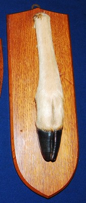 Lot 615 - * A 20th century taxidermy Deer slot, mounted...