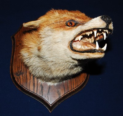 Lot 619 - * A 20th century taxidermy Fox (Vulpes vulpes)...