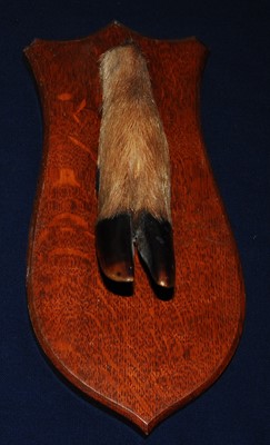 Lot 622 - * A 1930's taxidermy Deer slot, mounted on an...