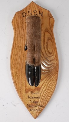 Lot 624 - * A modern taxidermy Deer slot, mounted on an...