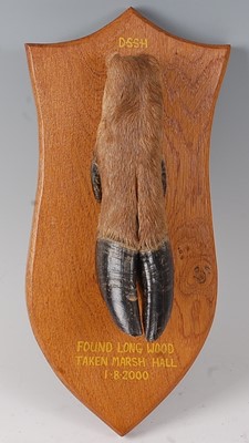 Lot 625 - * A modern taxidermy Deer slot mounted on an...