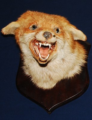 Lot 633 - * An early 20th century taxidermy Fox (Vulpes...