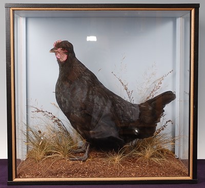 Lot 2692 - A taxidermy Black-crested Bantam (Gallus...