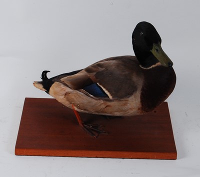 Lot 639 - * A taxidermy male Mallard (Anas...
