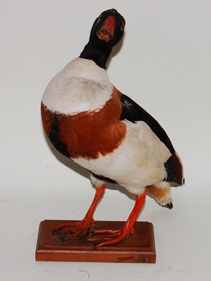 Lot 640 - * A taxidermy Shelduck (Tadorna cornuta), full...
