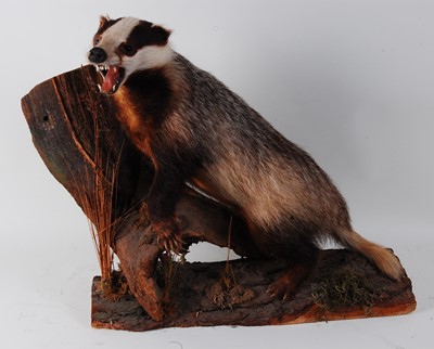 Lot 641 - * A large taxidermy Badger (Meles meles) full...