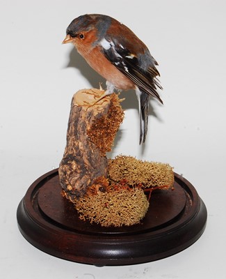 Lot 648 - * A taxidermy Chaffinch (Fringillidae),...