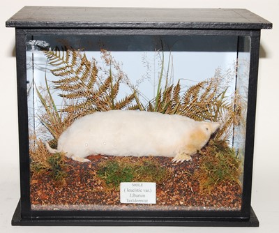 Lot 652 - * A taxidermy Albino Mole (Talpa europaea),...