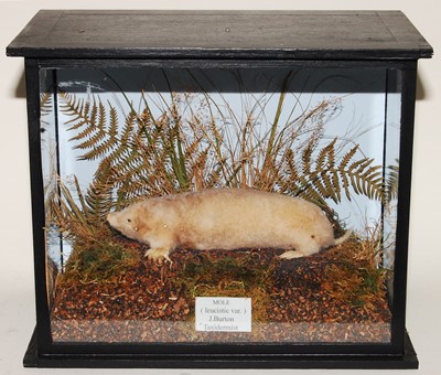 Lot 653 - * A taxidermy Mole (Talpa europaea), mounted...