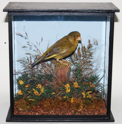 Lot 655 - * A taxidermy Greenfinch (Chloris chloris),...