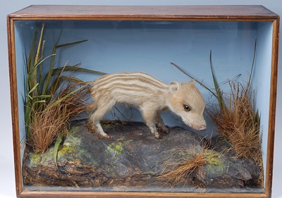 Lot 657 - * A taxidermy Wild Boar Piglet (Sus scrofa),...