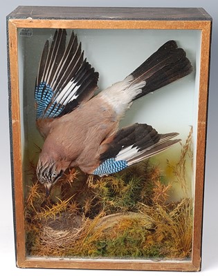 Lot 659 - * A taxidermy Jay (Garrulus glandarius),...