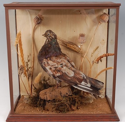 Lot 662 - * A rare taxidermy Darwin 'Almond Tumbler'...