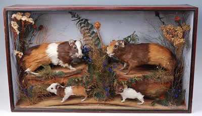 Lot 663 - * A taxidermy group of Guinea Pigs (Cavia...