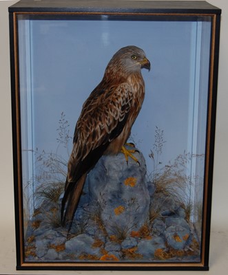 Lot 669 - * A taxidermy Red Kite (Milvus milvus), full...