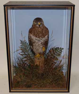 Lot 671 - * A taxidermy Buzzard (Buteo buteo), full...