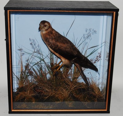 Lot 673 - * A circa 1900 taxidermy Montagu's Harrier...