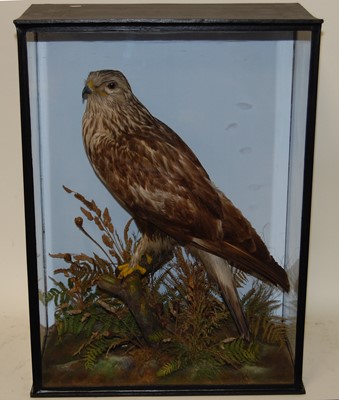 Lot 674 - * A taxidermy Rough-legged Buzzard (Buteo...